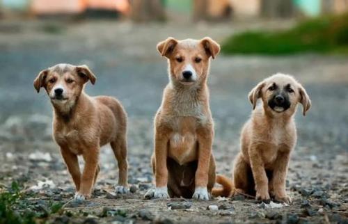 繁衍数千年的中华田园犬，生存状况愈发窘迫，到底该何去何从？