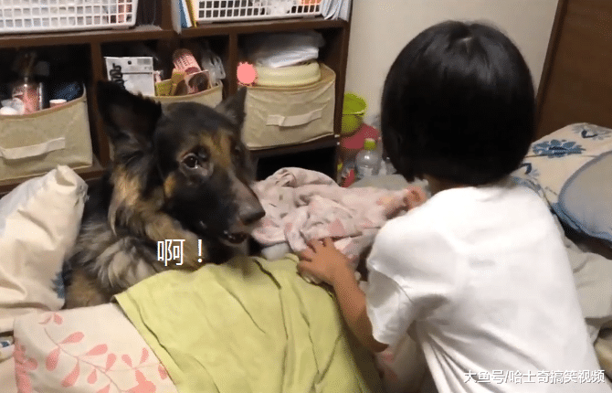 德牧才4岁，却当了小主人3年的“闹钟”，狗：该起床上学了