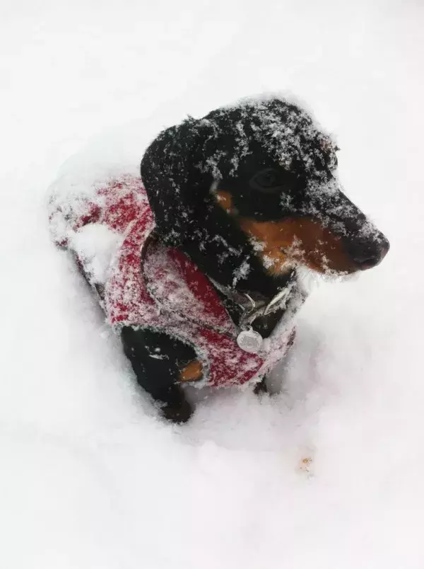 雪地里玩耍的臘腸犬