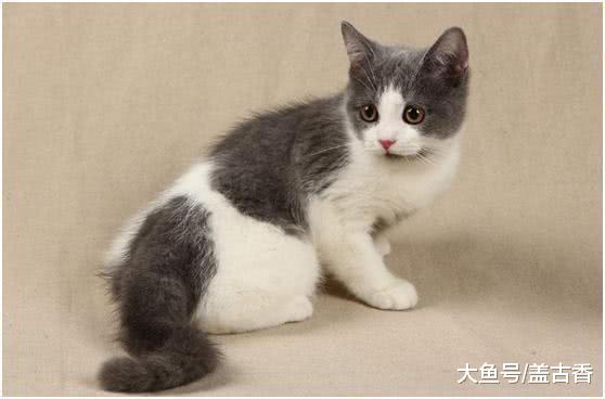 去宠物店买猫时，猫咪却做出意外之举，网友：把它也带上好不好？