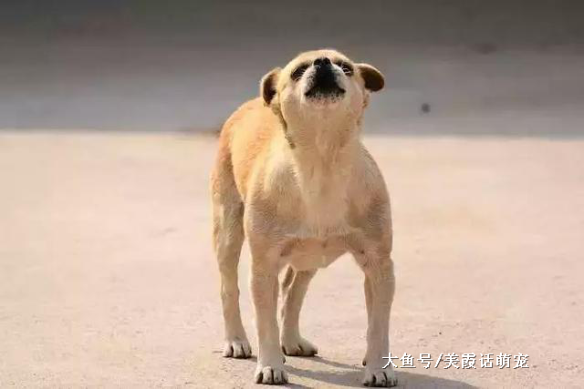 狗狗舔你的脸是表达爱意？错！原来我们误解它们了