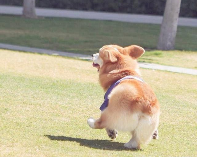 家里狗味太重，除臭劑究竟有沒有用？那又如何挑選好的除臭劑呢？