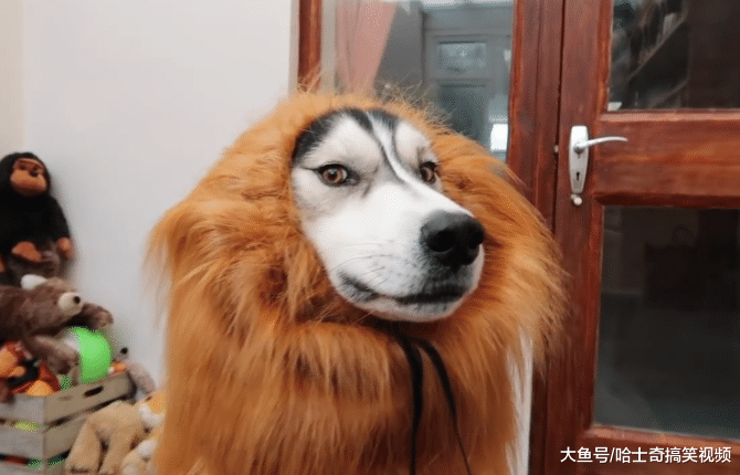 二哈总被欺负, 主人想到了一个“妙计”, 宠主: 放心出门吧
