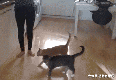 大型肥猫狡辩现场，喵：我凭本事长的肥，为什么要减？