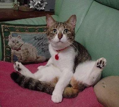 宠物坐姿大赛，各种沙雕坐姿，仔细一看笑岔气了