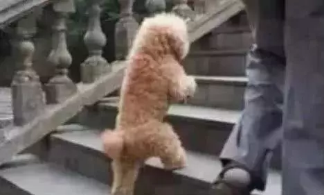 靠狗狗站立来博眼球的博主，都应该拉黑、取关！