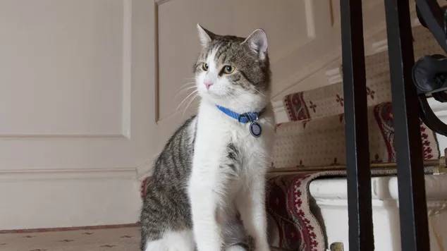 英国首相上任第一件事，竟然是讨好一只猫! 喵：又给我换铲屎官啦