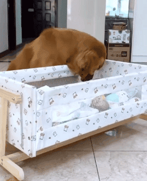 你家狗，是什么大学毕业的？