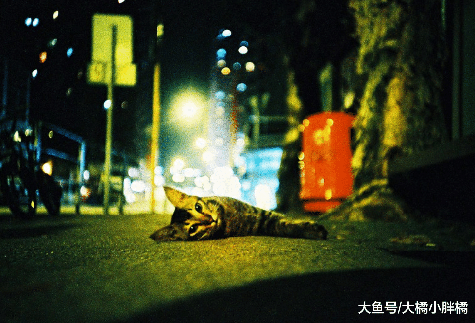 “养猫很轻松”是真的吗？这3件事情比养狗轻松，却也少不了麻烦