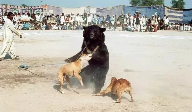 黑熊长期被囚禁，被迫表演与狗搏斗的残忍戏码，十年后终被解救