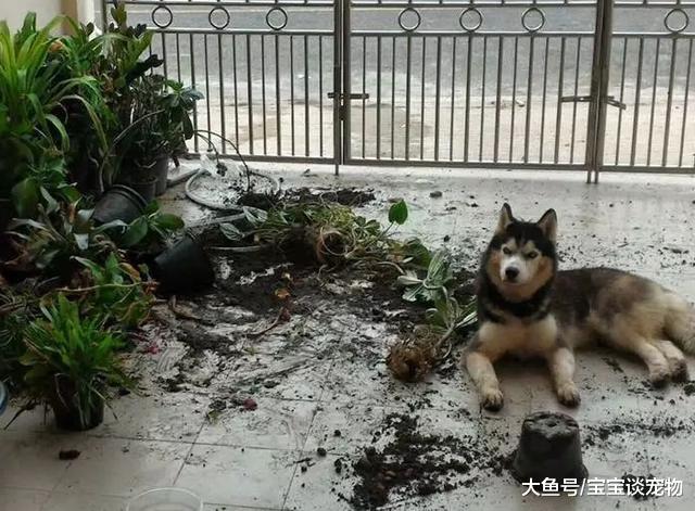 送只二哈给爸妈，一年后回家发现家被围观，走近一看笑得肚子疼