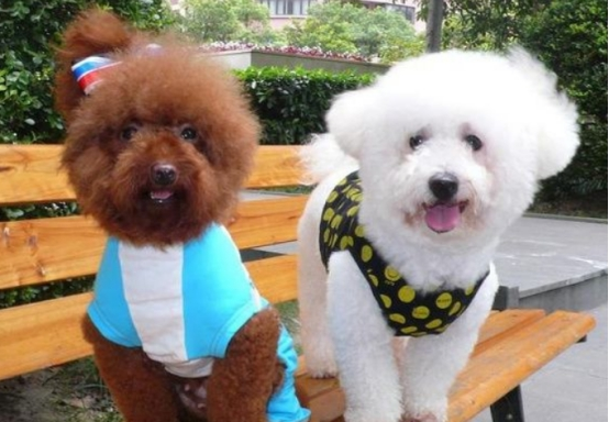 这些狗狗外形长得特别像，不知道你有没有认错过呢？