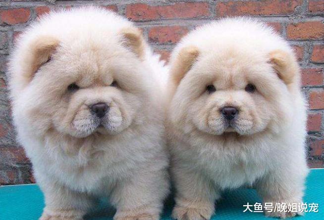 5種最“耐寒”的狗狗，天越冷它們越喜歡，暖氣就是多余的