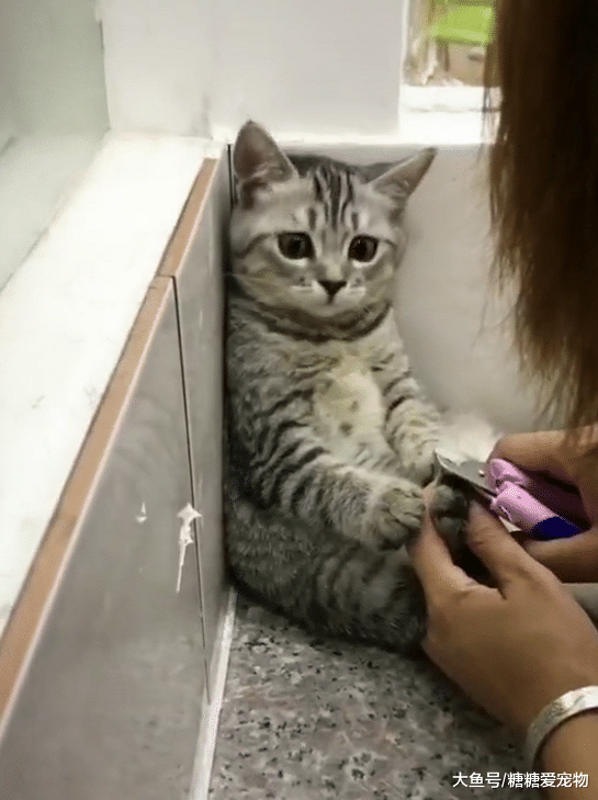 剪指甲不反抗的喵，这表情却很委屈，喵：你看我这么可爱就别剪吧