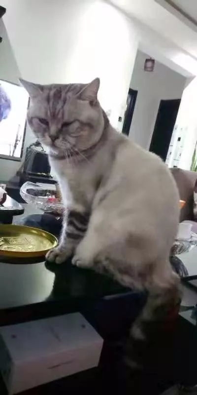 大头猫咪天生爱吃醋，一早起身就霸占主人的大腿不让另外两只猫咪靠近