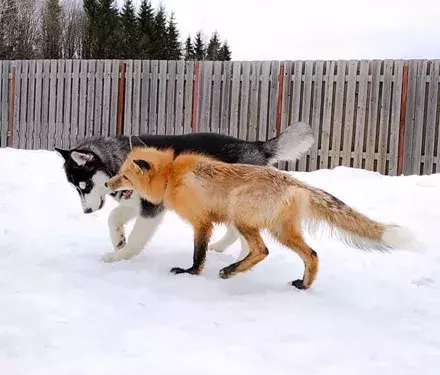 网友领回只狐狸，结果家里二哈就变得不正常了...