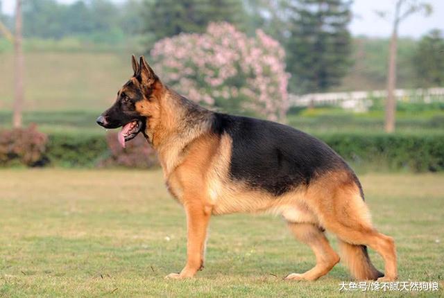 大部分人养的德牧都是串串，纯种的有5个特征，你家的有几个？