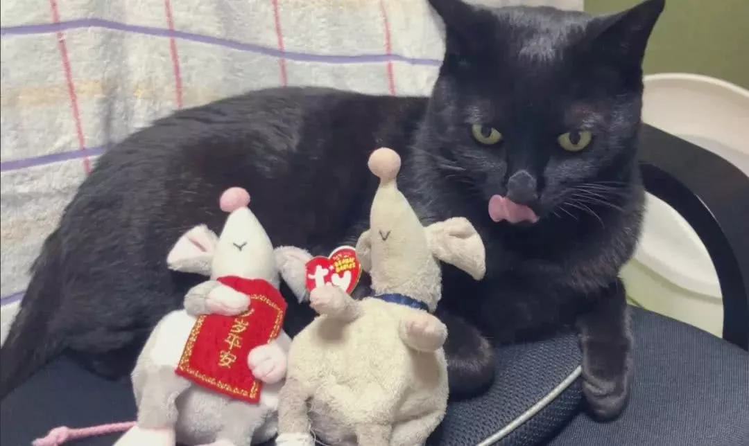 这只猫戏实在太多了，已经到了自作多情的地步…