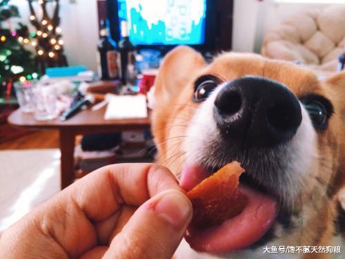 盘点10大最受欢迎狗狗，你家的榜上有名吗？