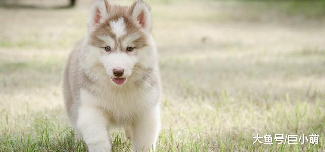 狗狗髋关节发育不良，多数是遗传，这五种狗狗更容易中招