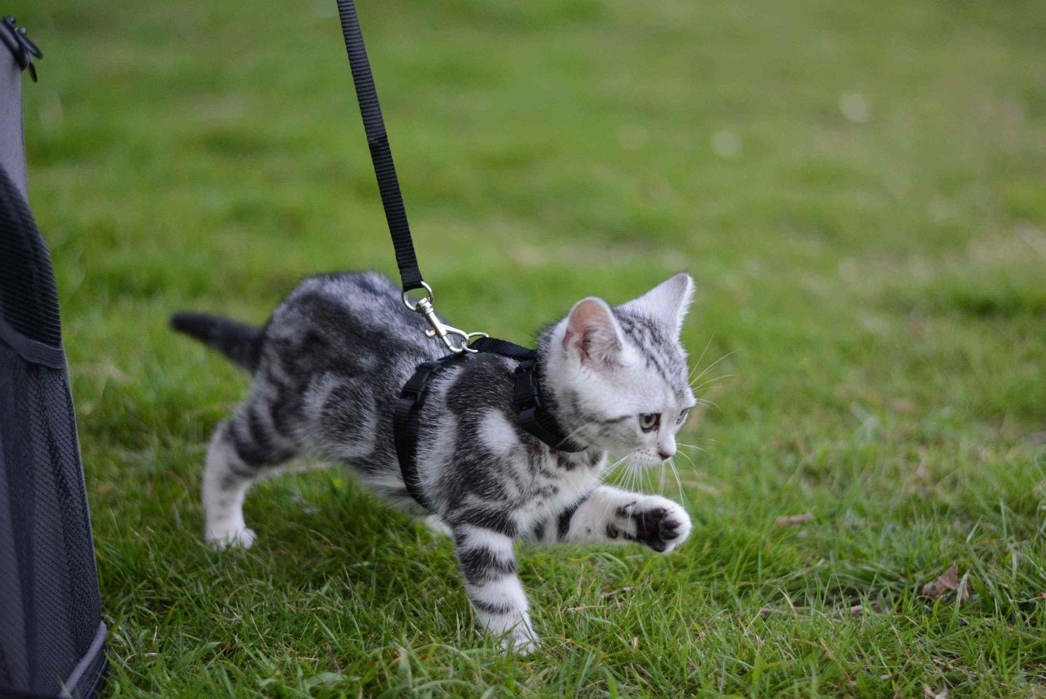猫咪也要散步, 中年“宅猫”可能产生焦虑幻觉, 遛猫的学问很大!