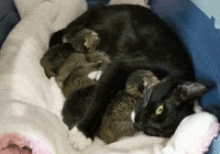 这只猫简直就是喵界宠妻狂魔，不仅吃饭让老婆先吃，就连老婆