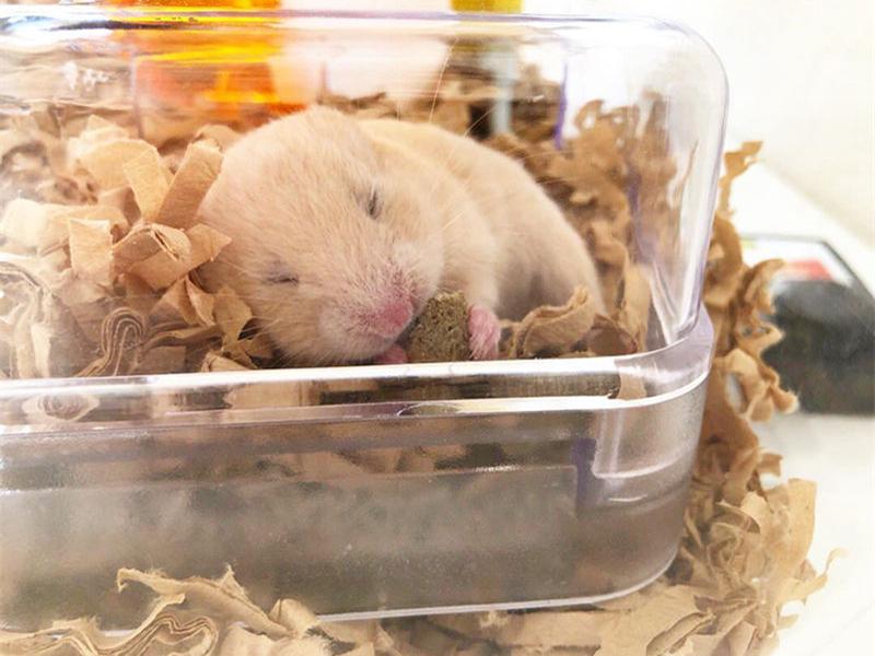 仓鼠并非是老鼠，能让这么多人爱上它，全靠这4种优势