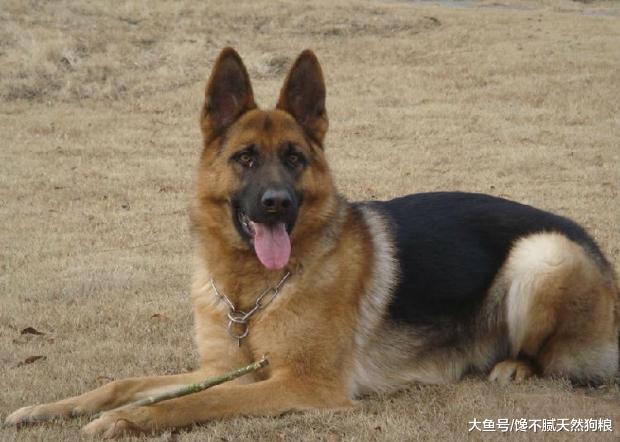 有哪些看似凶猛, 实际非常温柔的狗狗? 这5种总没错!