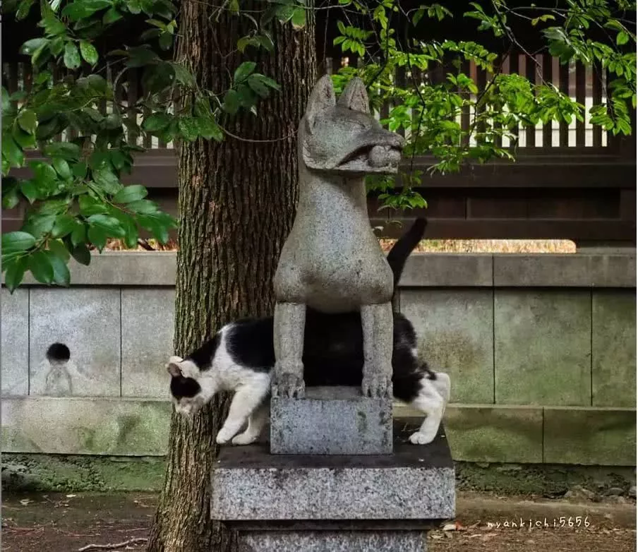 他拍摄的流浪猫，个个儿都生龙活虎，快活得让家喵羡慕……