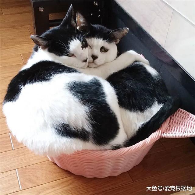 一起长大的兄弟喵，说好一起变帅，其中一只长大后竟画风突变！