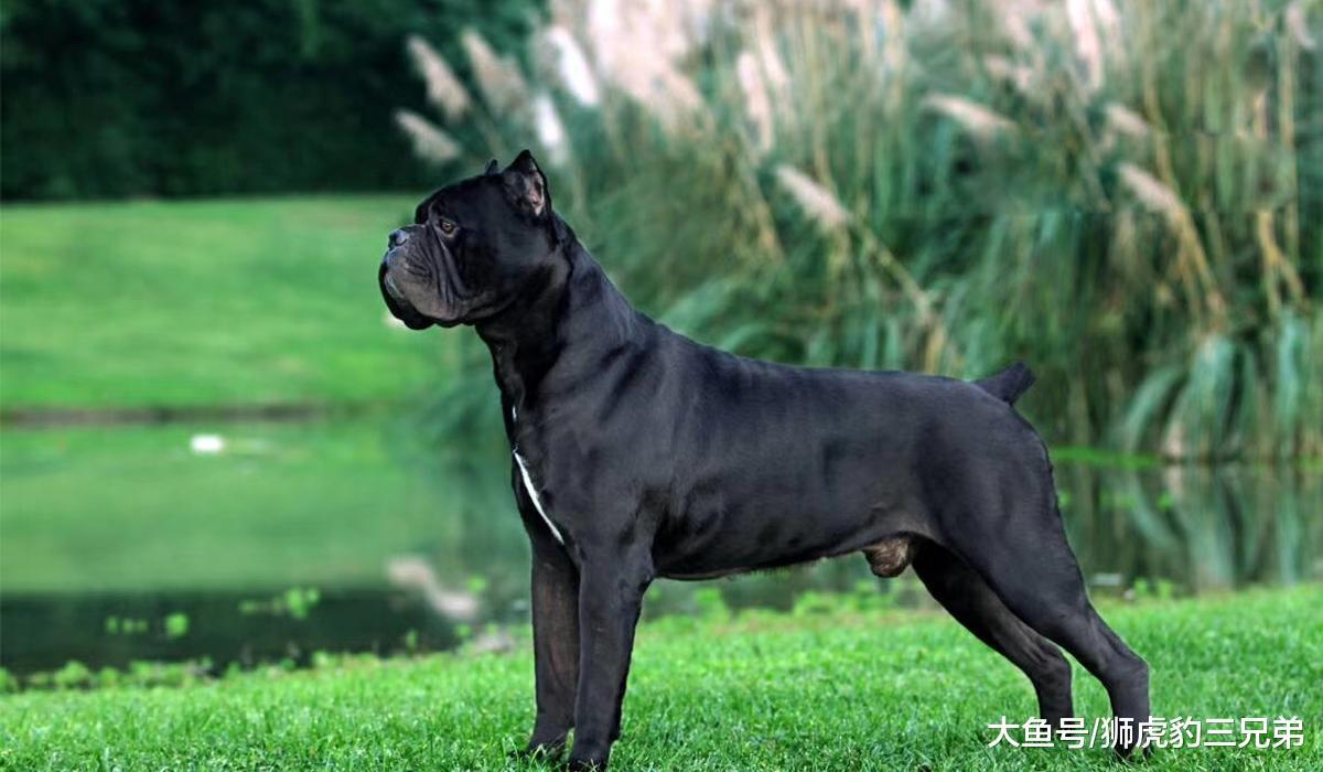 7种实力不在狼之下的猛犬，藏獒排第四，第一位能驱逐熊豹