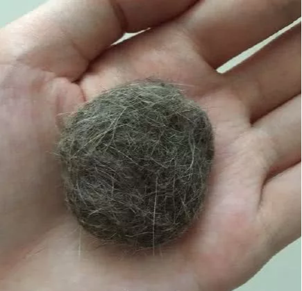 大型实力劝退养猫场面，看得我的心脏都快受不了啦