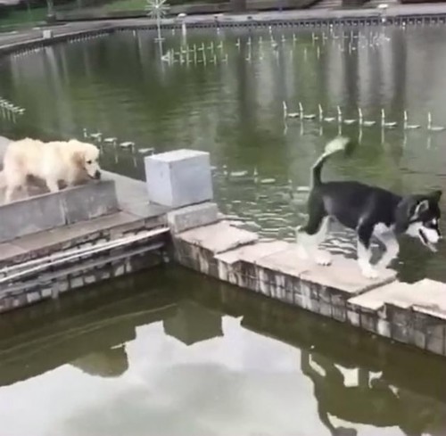 3只狗比拼过石墩桥，连柯基都麻溜地过去了，它居然能掉水里！