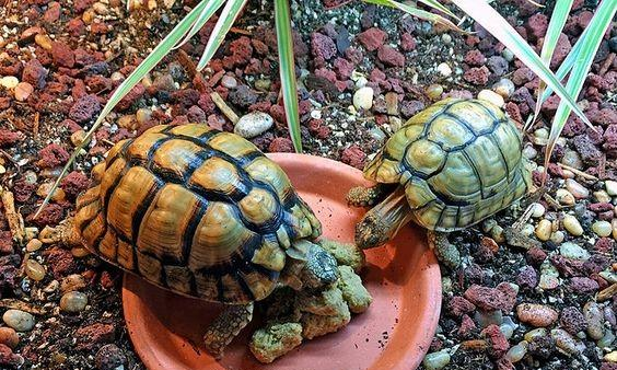 这种小陆龟，看这不起眼，正一点点掏空我的钱包