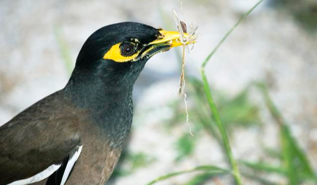 饲养八哥几大要点，两分钟教你轻松避开雷区