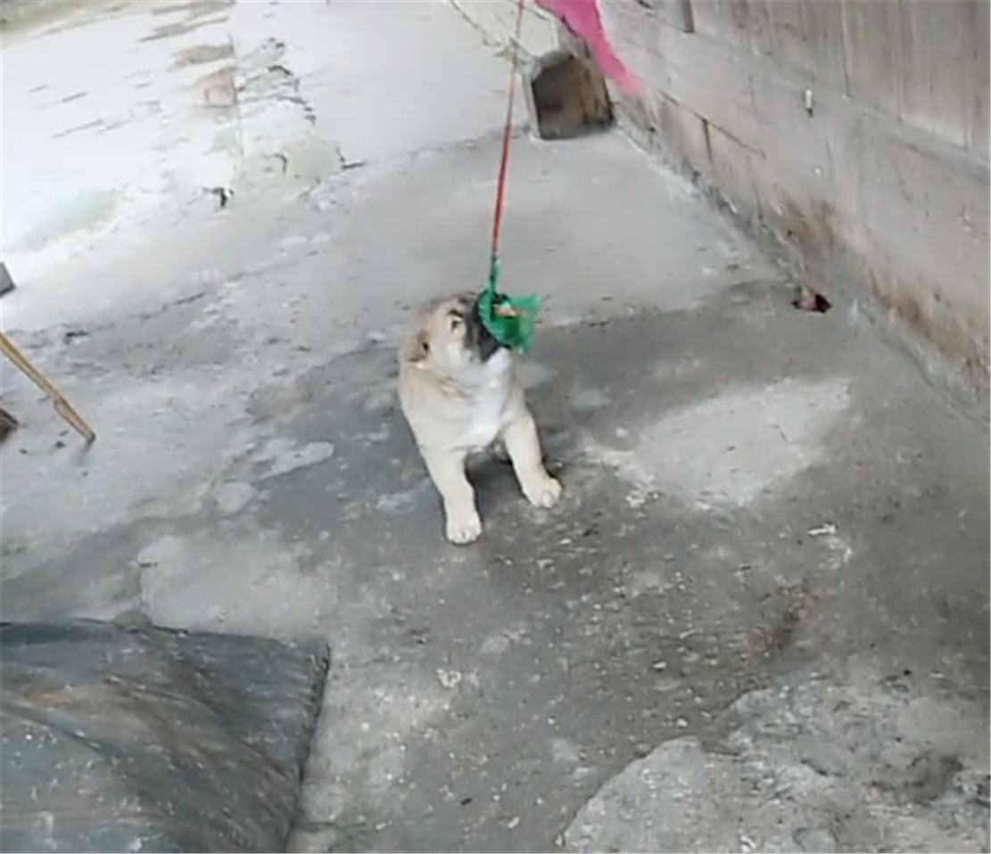 田园犬娇惯狗崽，两个月狗崽还没断奶，网友：妈宝男……