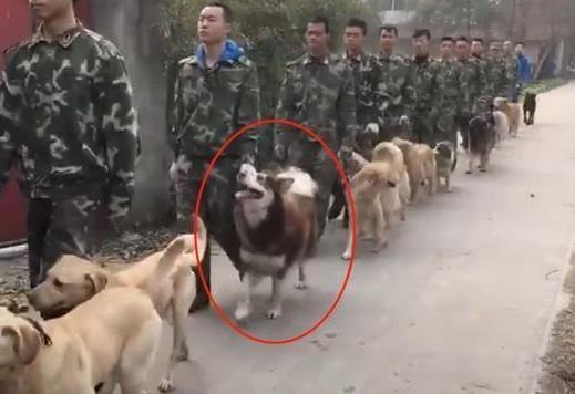 警犬们正在训练, 其中一只表现成亮点, 网友: 只怕是个假警犬