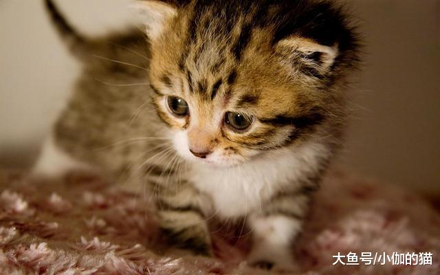 辟谣：猫咪吃越贵的猫粮越好？别只盲目相信品牌