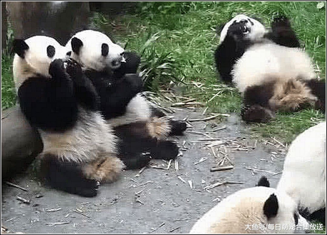 熊猫们正在吃竹子，贪吃的熊猫想夺食，结果悔的肠子都青了