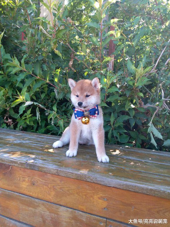 柴犬在玩滑板，主人“嫉妒”它能上去，把它放在高处下不来了