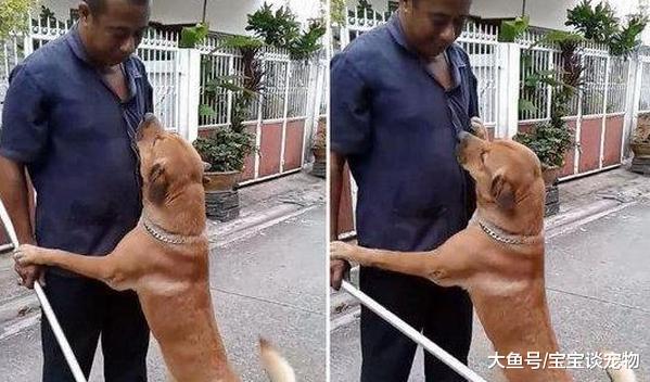 大黄狗玩到清晨才回家，路上发现主人拿着铁条，顿时怂成飞机耳！