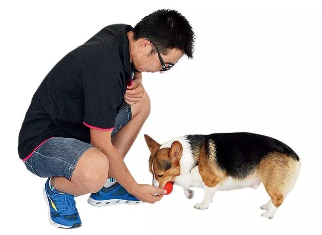 盘点狗狗喜欢主人对它做的6件事，这些事没有狗狗能抵抗！