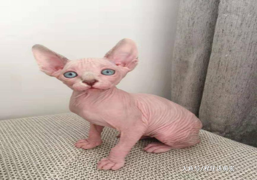 高贵的无毛猫，你欣赏的来吗