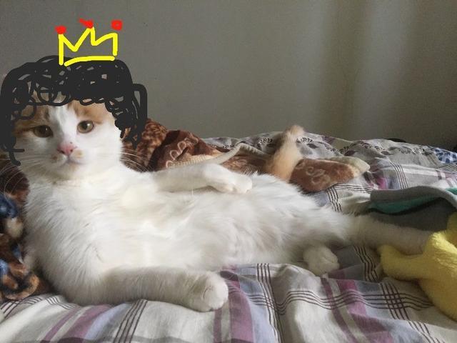 著名的丑猫爆红, 到底是白猫长出了黑斑, 还是黑猫长出了白斑