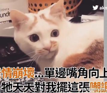 美貓表情神跩，單邊嘴角向上抽動，主人氣：天天對我擺嘲諷臉