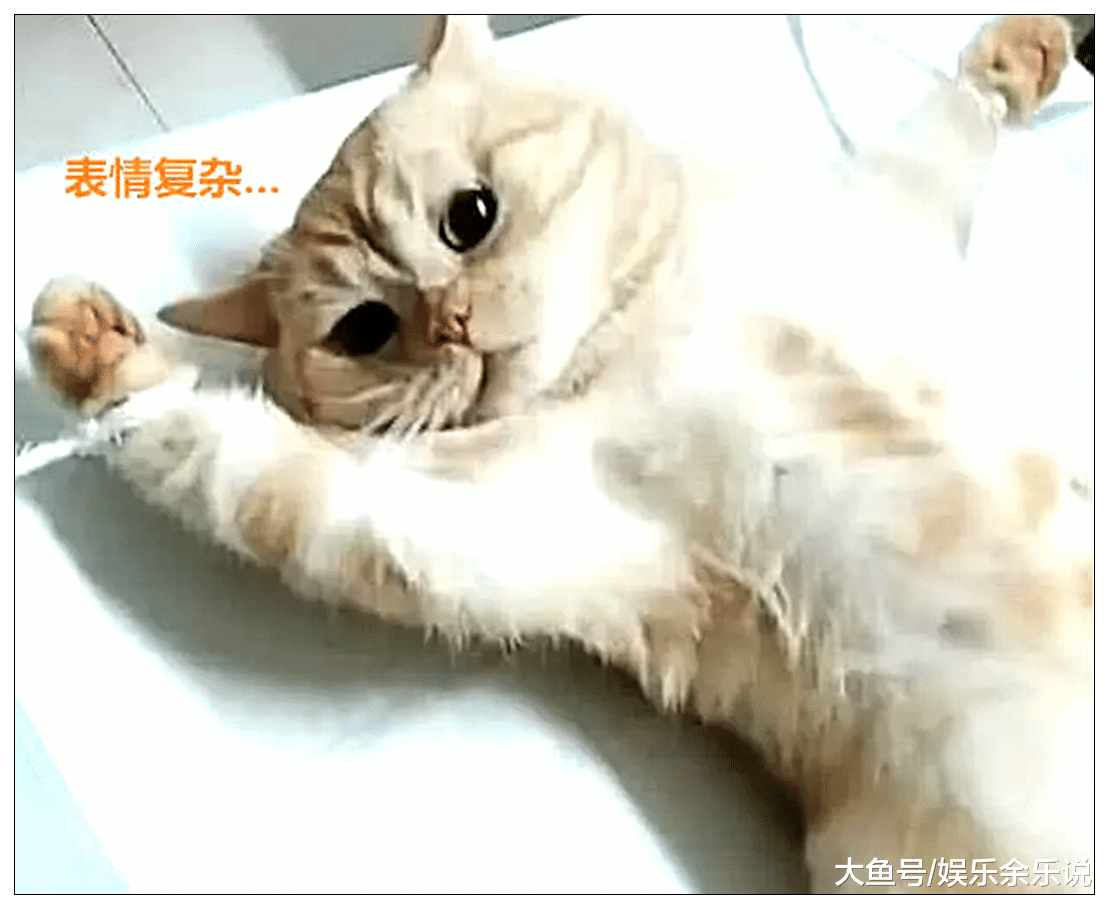 趁猫咪睡着带去绝育，醒来后发现自己被五花大绑，表情萌哭主人