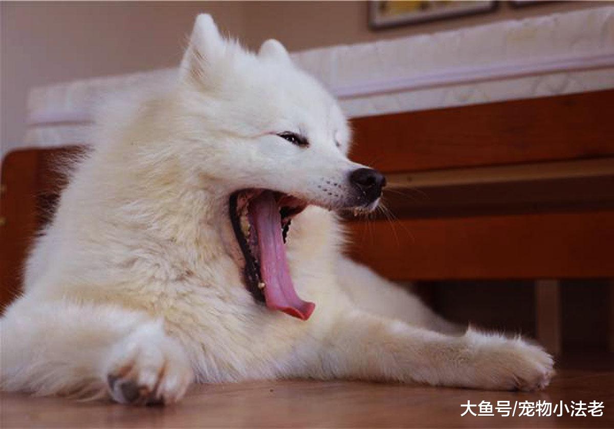 都说“咬人的狗不会叫，乱叫的狗不咬人”？不要再被蒙在鼓里了！