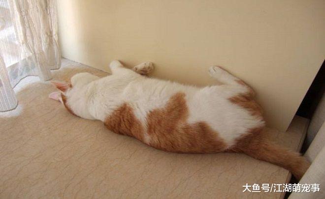 喊猫咪名字没有回应，给猫咪取名有用吗？