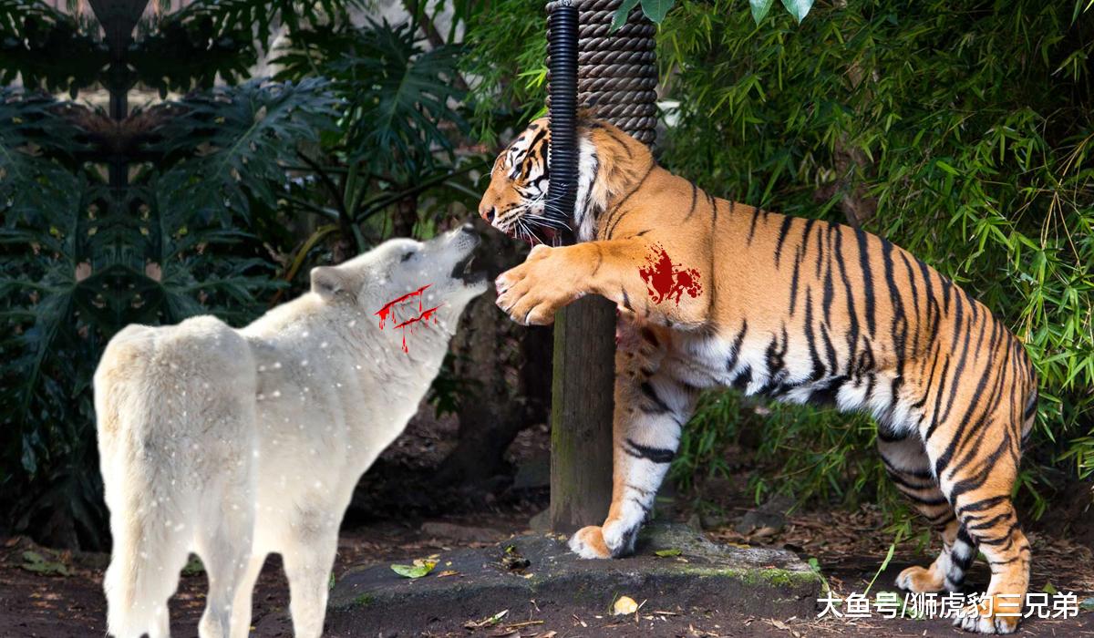 最大的狼斗得过最小的老虎吗？北美灰狼与苏门答腊虎比谁厉害？