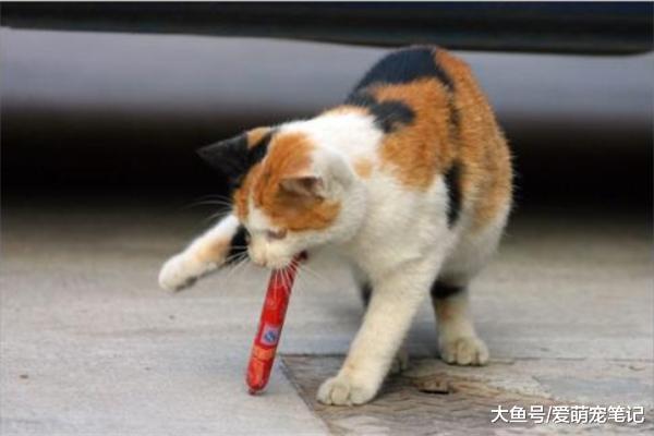 流浪猫去超市偷香肠，同伴坐在门口放哨，网友：一看就是惯犯啊！